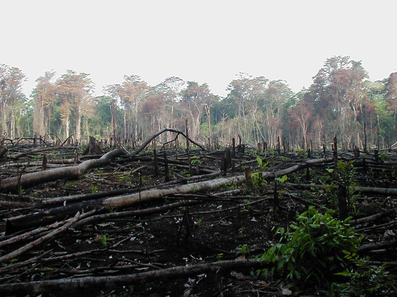 Burning of forests for agriculture releases a lot of CO<small>2</small> and contributes to climate change. However, this issue can not be addressed if this is the only way for people to get food.