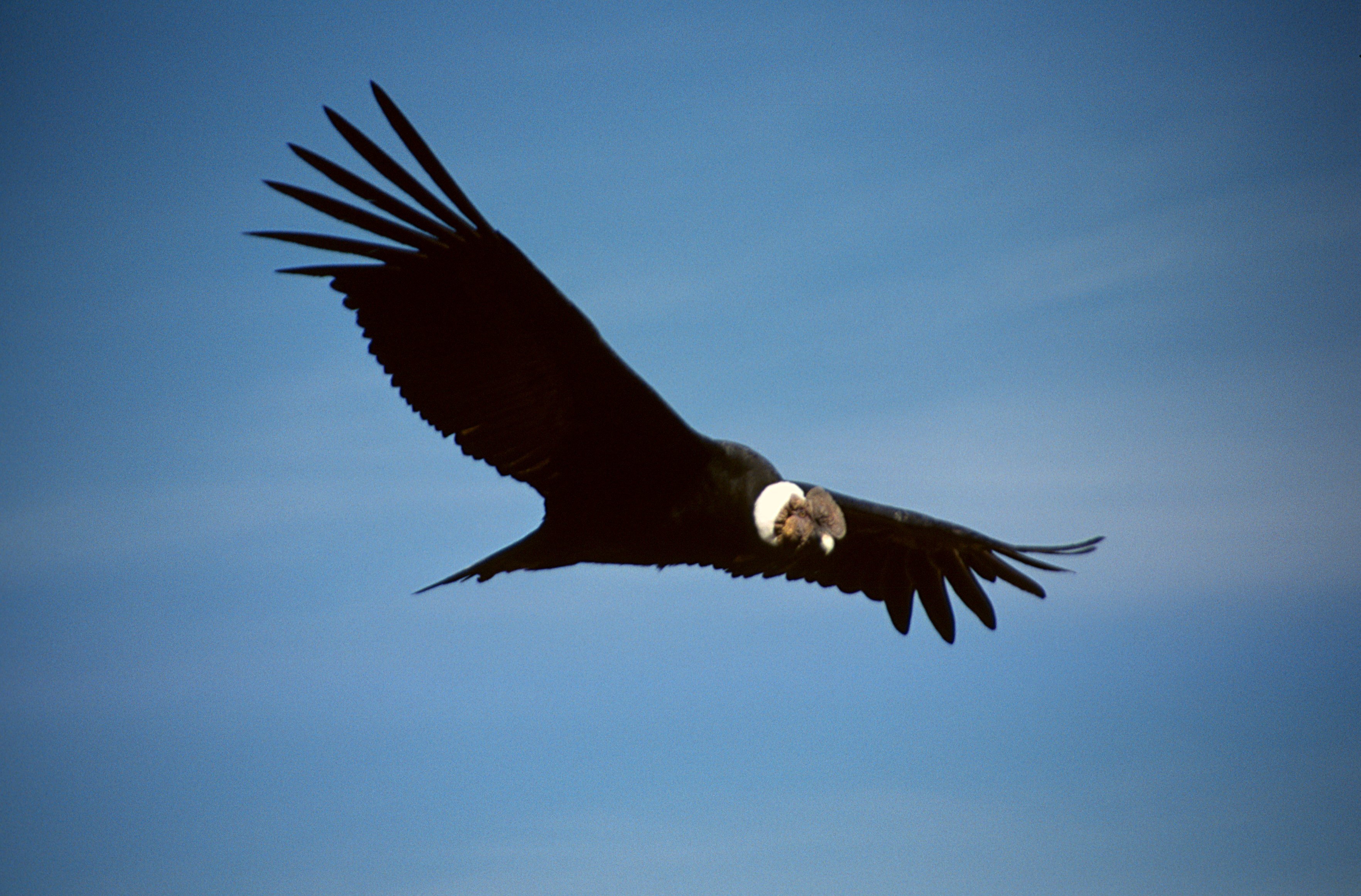 We need to have more successful reintroductions of wildlife like this Andean Condor that has been released in Peru.