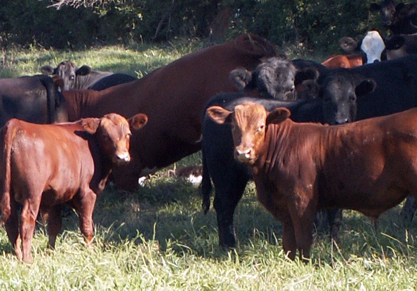 Meat production, especially beef and pork, requires a lot of energy and water. Eating less of this can make a huge impact.