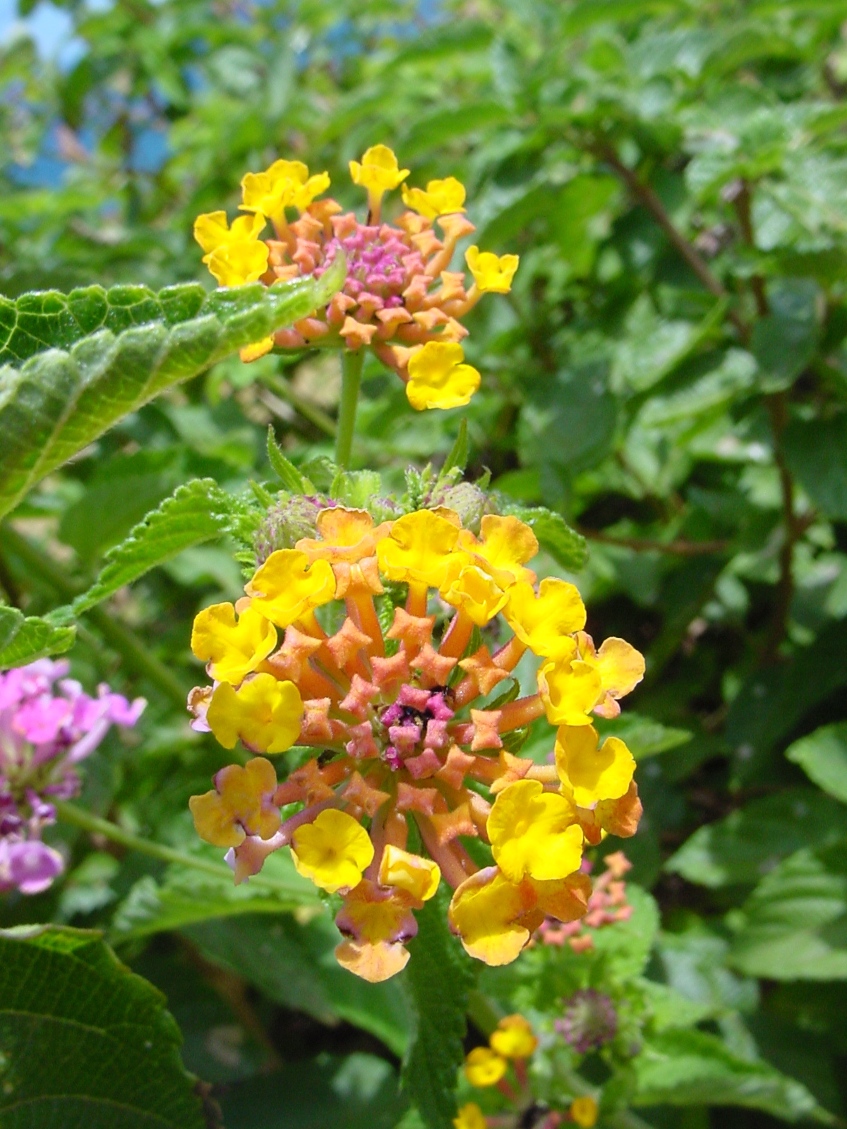 Many plants have evolved over a long period of time to fill a very specific role in its ecosystem. This is something that can not be easily replaced and must be protected.