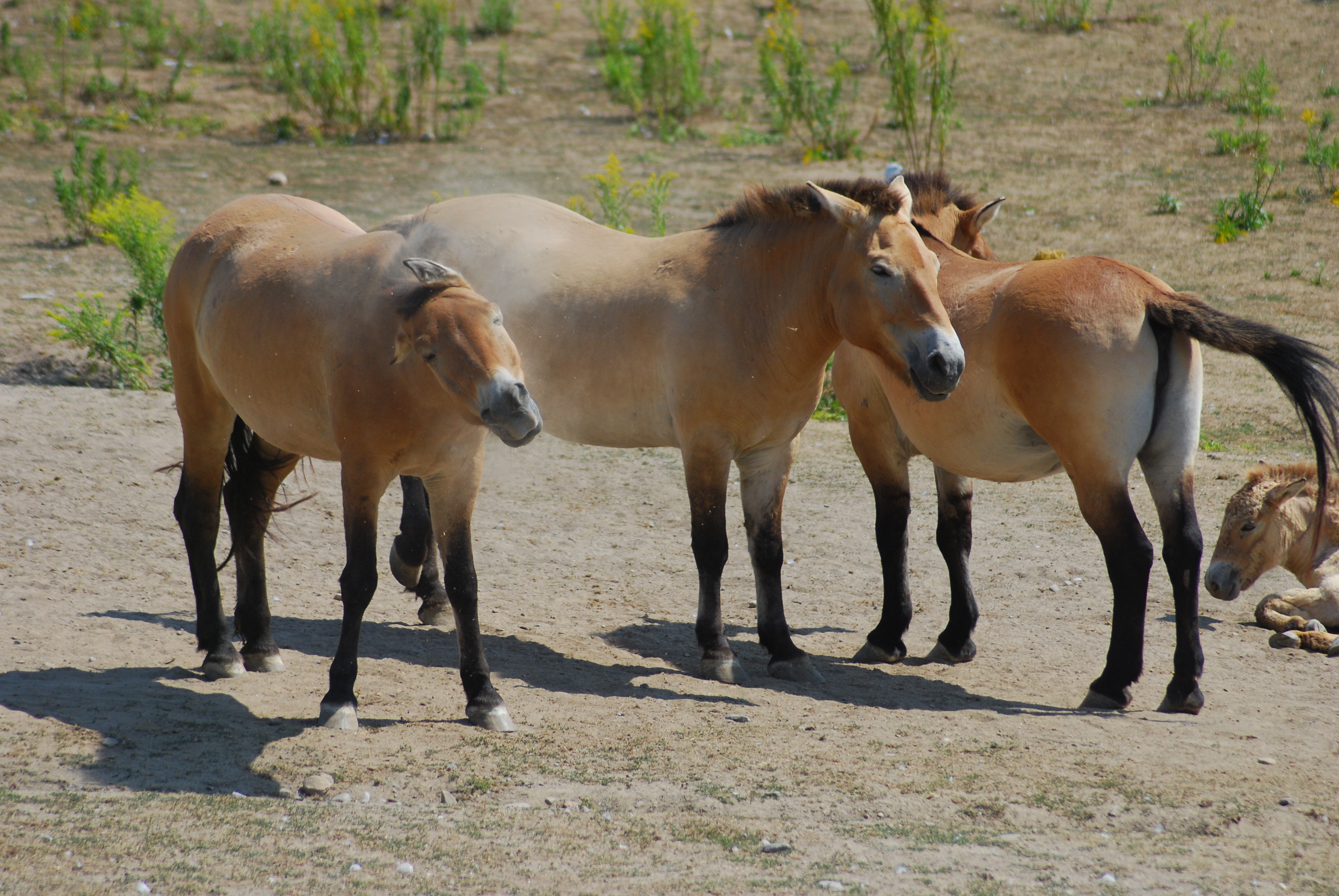 The Przewalski Horse is the only horse species to never have been domesticated. It almost went extinct in the 20th century, but was successfully saved.
