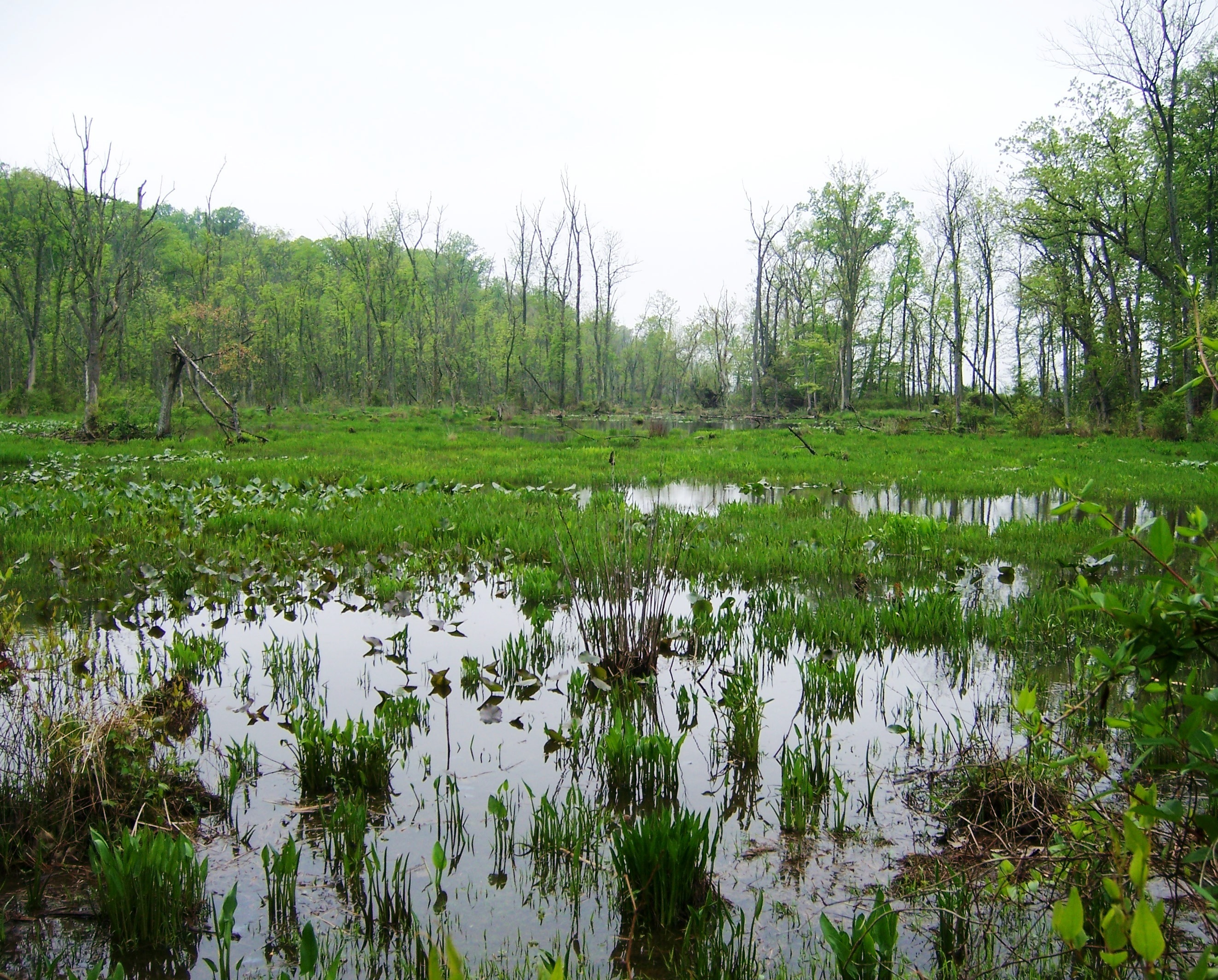 Wetland ecosystems play a vital role in treating water and recycling nutrients to improve water quality.